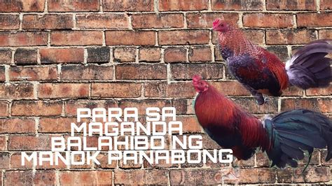 purga sa manok panabong|DAGDAG KAALAMAN PARA SA .